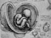 DaVinci sketch of human embryo