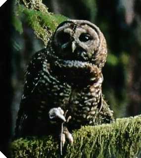 The spotted owl: endangered in droves